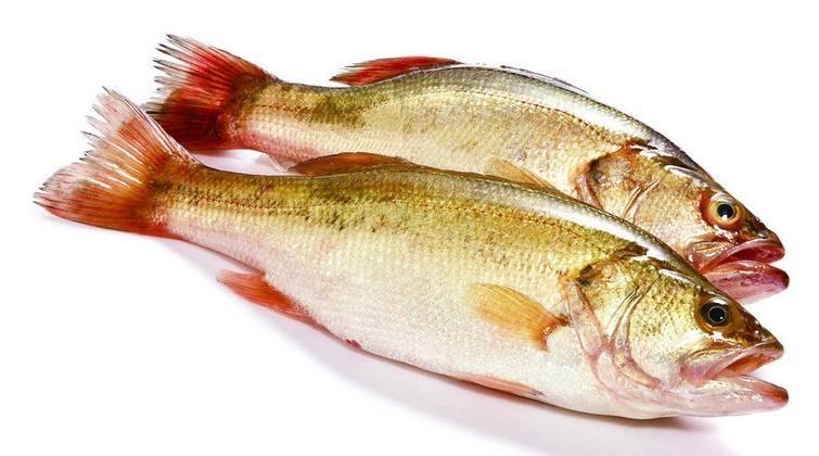 海鱸魚(yú)分揀機(jī)視頻:稱重自動(dòng)分揀,多達(dá)12個(gè)級(jí)別可分選